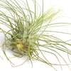 Tillandsia Argentea Fuchsii