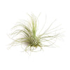 Tillandsia Argentea Fuchsii