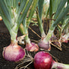 100 SCARLET BANDIT Bunching ONION Red Allium Cepa Vegetable Seeds