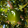 Abiu (Pouteria caimito)