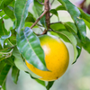 Abiu (Pouteria caimito)
