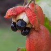 Ackee (Blighia sapida)