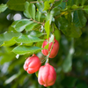 Ackee (Blighia sapida)