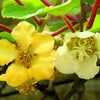 50 GOLDEN KIWI FRUIT Yellow Actinidia Chinensis Kiwifruit Chinese Gooseberry Flower Vine Seeds