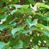Kiwi 'Prolific' (Actinidia arguta)