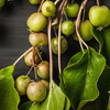 Kiwi 'Prolific' (Actinidia arguta)