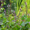 African Blue Basil (Ocimum Kilimandscharicum × Basilicum 'Dark Opal')
