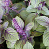 African Blue Basil (Ocimum Kilimandscharicum × Basilicum 'Dark Opal')