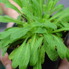 African Dream Root (Silene undulata syn. Silene capensis)