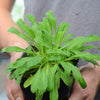African Dream Root (Silene undulata syn. Silene capensis)