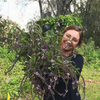 African Blue Basil (Ocimum Kilimandscharicum × Basilicum 'Dark Opal')