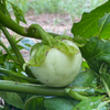 African Eggplant, Nya Nya Chungu (Solanum aethiopicum)