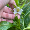 African Eggplant, Nya Nya Chungu (Solanum aethiopicum)
