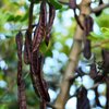 African Locust Bean Tree (Parkia biglobosa)