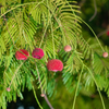 African Locust Bean Tree (Parkia biglobosa)