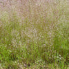 200 CLOUD GRASS Agrostis Nebulosa White Flower Tan Ornamental Grass Seeds