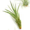 Assorted Mini Air Plant Collection