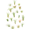 Assorted Mini Air Plant Collection