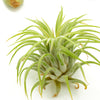 Assorted Mini Air Plant Collection