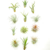 Assorted Mini Air Plant Collection