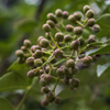 Allspice (Pimenta dioica)