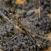 Allspice (Pimenta dioica)