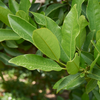 Allspice (Pimenta dioica)