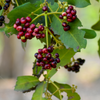 Allspice (Pimenta dioica)