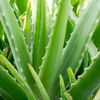 Aloe (Aloe vera)