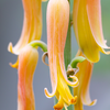 Aloe (Aloe vera)