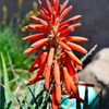 Aloe (Aloe vera)