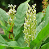 Greater Galangal (Alpinia galanga)