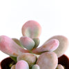 Graptopetalum Amethystinum