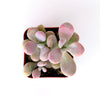 Graptopetalum Amethystinum