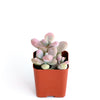 Graptopetalum Amethystinum