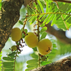 Amla, Indian Gooseberry (Phyllanthus emblica)