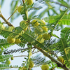 Amla, Indian Gooseberry (Phyllanthus emblica)