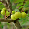 Amla, Indian Gooseberry (Phyllanthus emblica)
