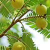 Amla, Indian Gooseberry (Phyllanthus emblica)