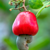 Cashew, Red (Anacardium occidentale)