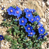 100 BLUE & SCARLET PIMPERNEL Anagallis Monellii Anagallis Arvensis Flower Seeds