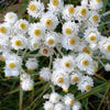 100 PEARLY EVERLASTING Anaphalis Margaritacea Fragrant Butterfly Flower Seeds