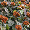 Annatto Achiote (Bixa orellana)