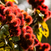 Annatto Achiote (Bixa orellana)