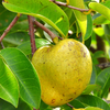 Pond Apple (Annona glabra)