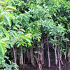 Pond Apple (Annona glabra)