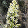 100 WHITE CAMAS Anticlea Elegans Zigadenus Camass Alkali Native Flower Seeds