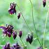 20 BLACK COLUMBINE Dark Columbine Aquilegia Atrata Deep Purple Flower Seeds