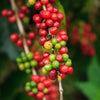 Coffee (Coffea arabica)