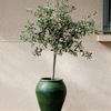 Olive 'Arbequina' (Olea europea)